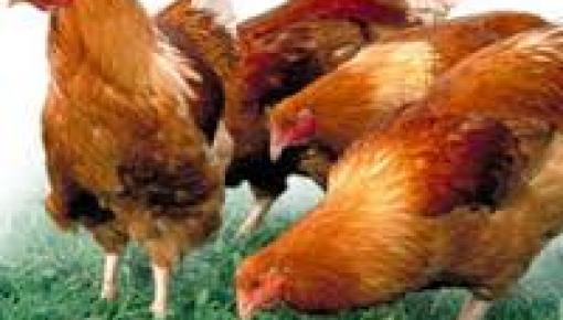 grippe aviaire