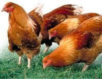 ZONE DE CONTROLE TEMPORAIRE - CAS DE GRIPPE AVIAIRE